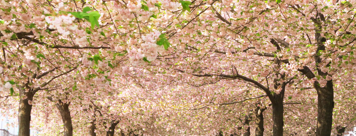 ؂̉ԁAAni܂ŁI쌧Ez{uȐ͐vŏtI