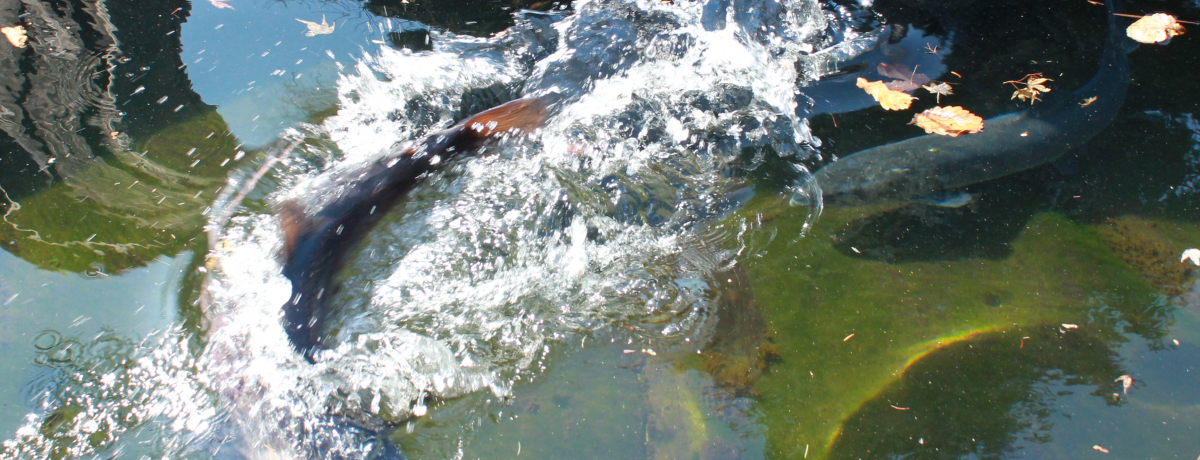 ̋gCgEhւ̉ǎIDyuȊwفv