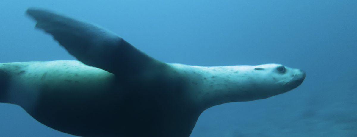 kCEϒOɖ쐶̃ghɉɍsI_CrOłN[WOłnj