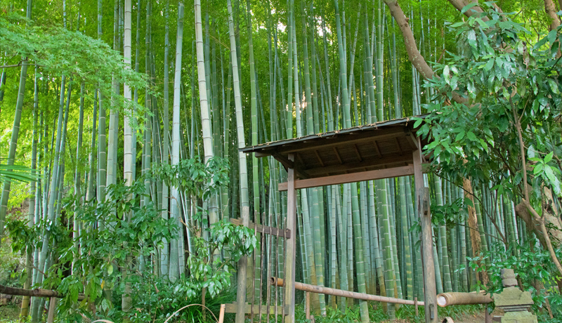 ���c���q�͂̓`���I���q�B��̓򎛁E�p�����ŏ��q�͂t�o���܂���