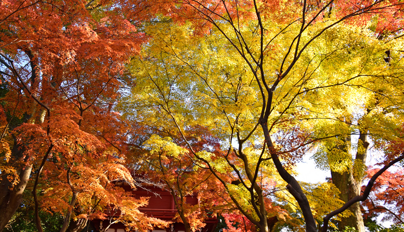 IWƉF̐iIˎsu{yv̏HRgōgt