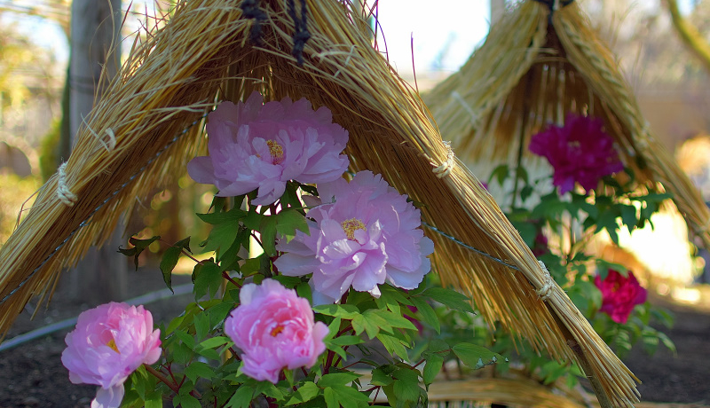 ~ɍ炭MwlIu쓌Ƌ{ڂ񉑁vŌxMȓ~O