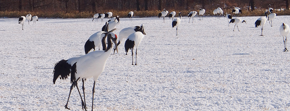 �O���̑����ɋ����I�����E�ߋ����u�^���`���E�T���N�`���A���v