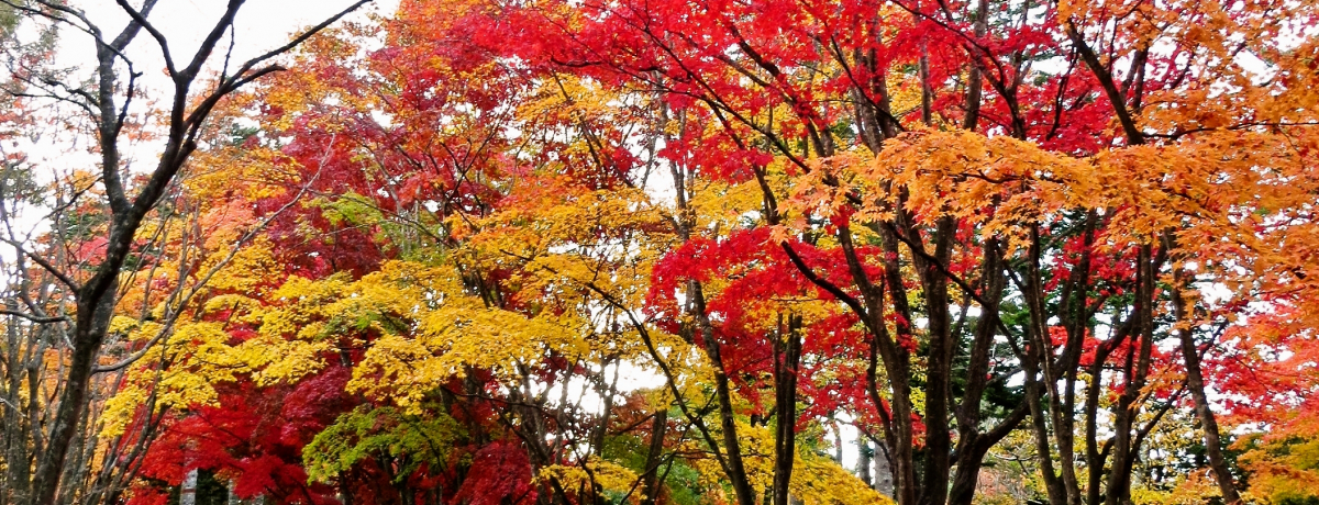 ���ق̌���X�|�b�g�u���ቀ�v�Ŋy���ލg�t��ǂ��܂ł��L����^���Ԃ��O�~�Ɋ���!