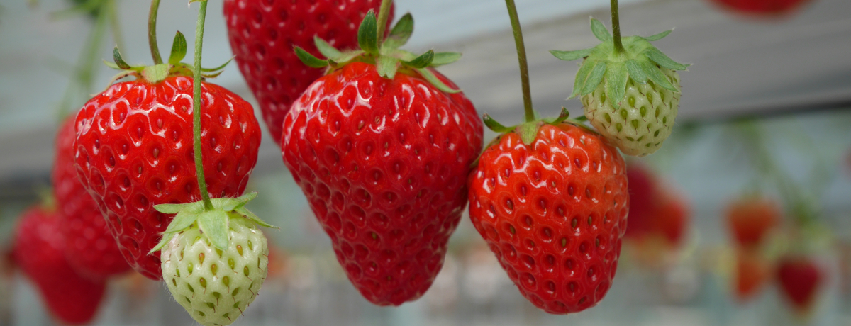 ʁEԉIC1IuԉvŃC`SXyVR[X𖞋i