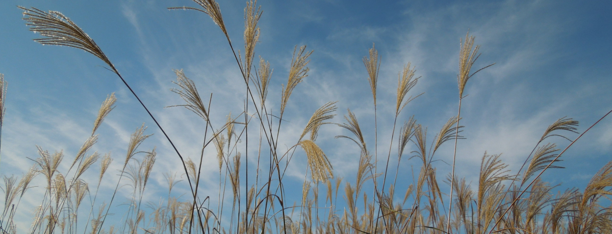 ��F�ɋ��F�ɁA�X�X�L���P���]�������̏H