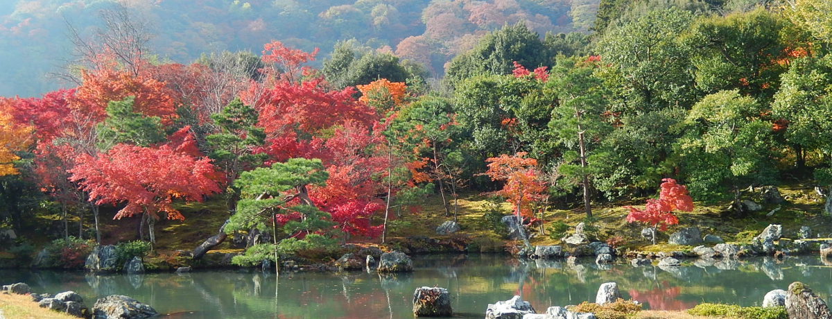 �ꐶ�Ɉ�x�͌��������R�E�V�����̍g�t�U���@�I���N���͎O���̓�