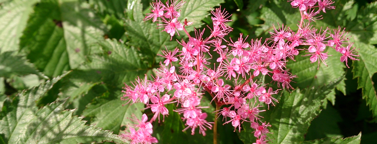 RɕʁgԂ̎Rhΐ쌧uʎRvł肨ԌoR