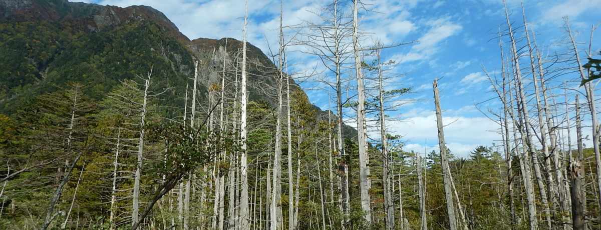 THE PARKLODGE㍂nɔ܂ď㍂ñio[yI