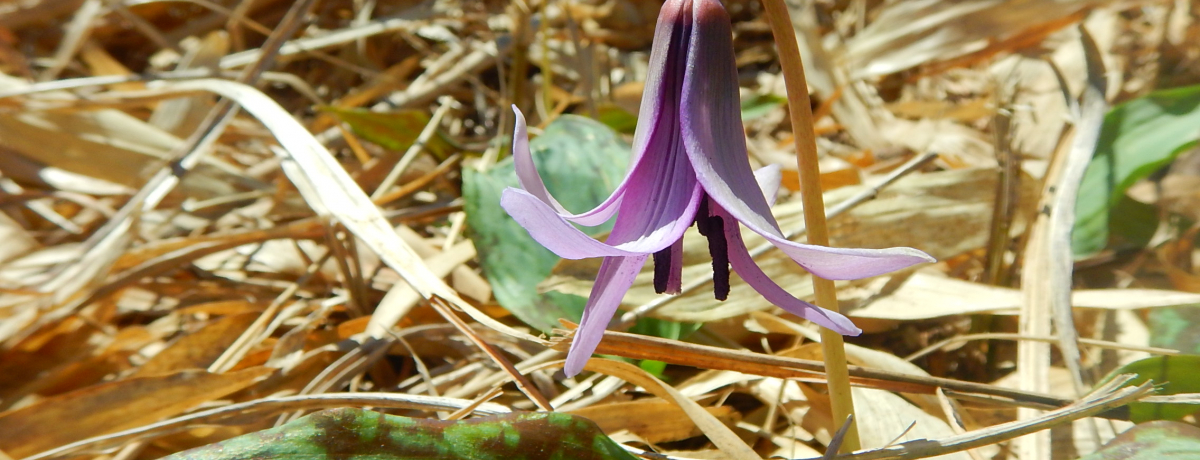 [vEGCōsIő̃J^NQnuaRv