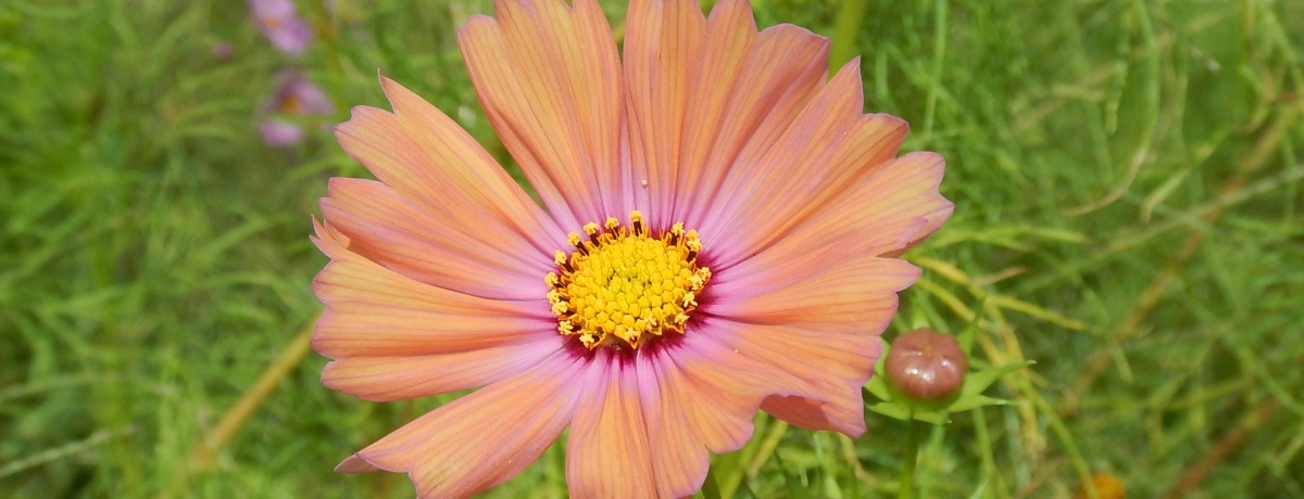 uRXXvŋOgET̏HڂƐŖ킨I