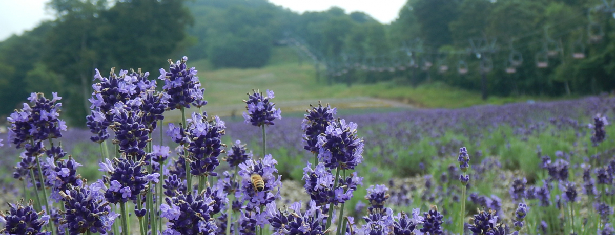 Qnu΂烉x_[p[NvŃx_[̕ɂȂ낤I