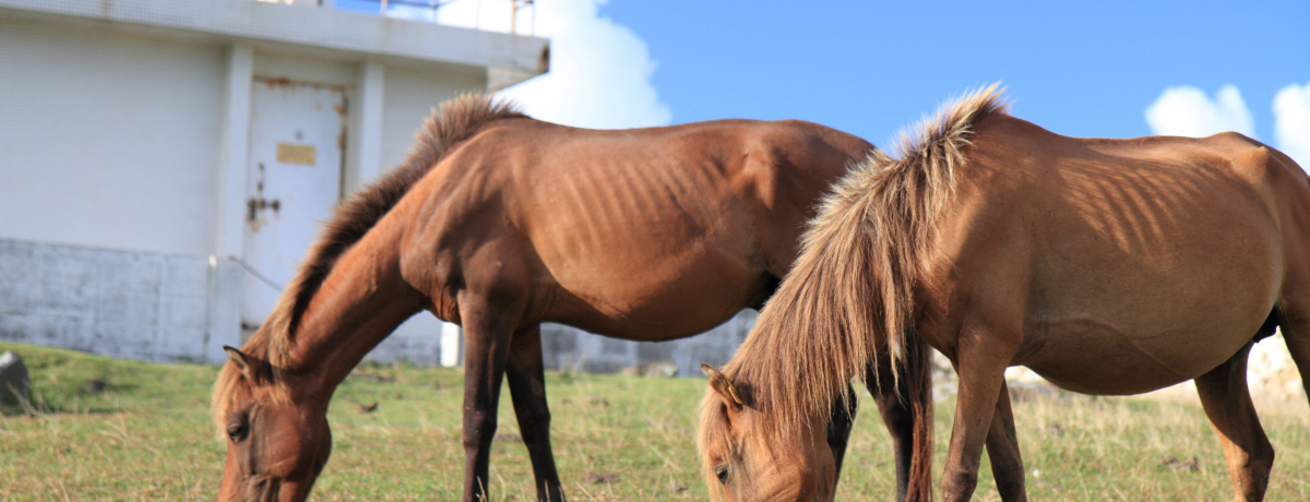 VRLOԋ߂ɁI {̐̒[ŁA^ߍnƏoI