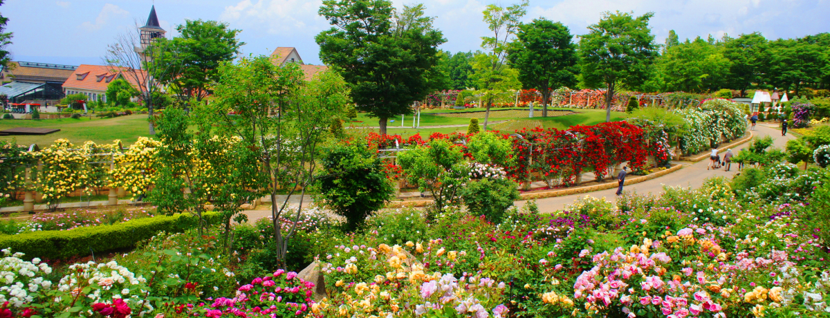 ���{�꒷���o���̉�L��������I�n�C�W�̑��u�o���Ղ�v�R���E�k�m�s