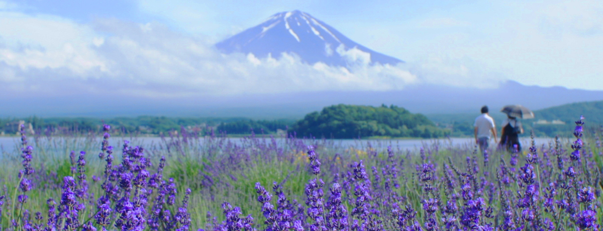 �x�m�R�~�΁~���x���_�[�I�u�͌��΃n�[�u�t�F�X�e�B�o���v