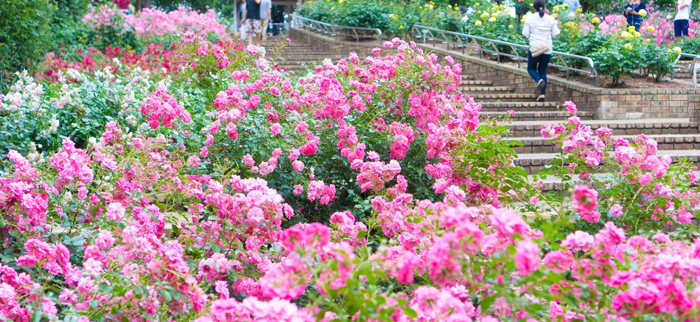 Ԗ؂̕i킪LxIlG킸y߂鑊͌k̖