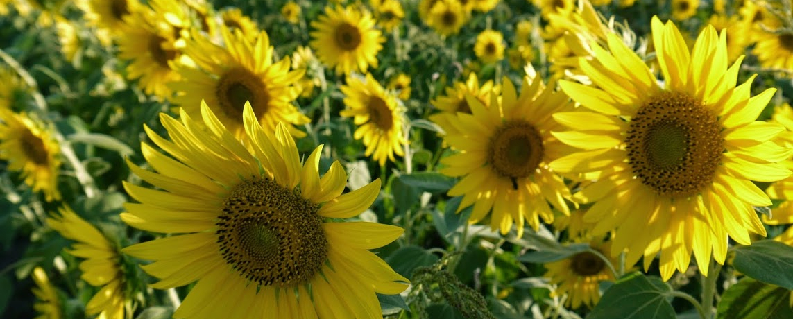 �炫�ւ�T�O���{�̂Ђ܂��I���Ɍ�����s�u�Ђ܂��̋u�����v