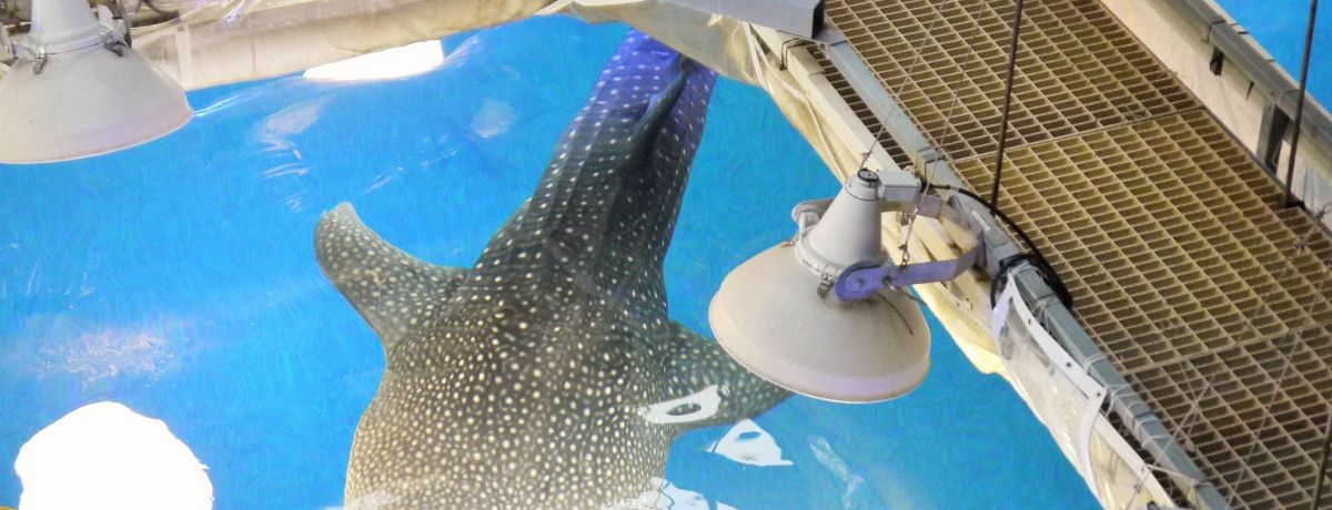 ق100{yȂICVكWxG\tgobN[hcA[