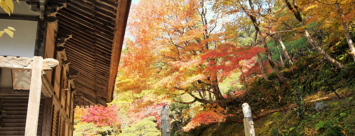 MēSώ́un̓VvƏ̂ꂽ̖