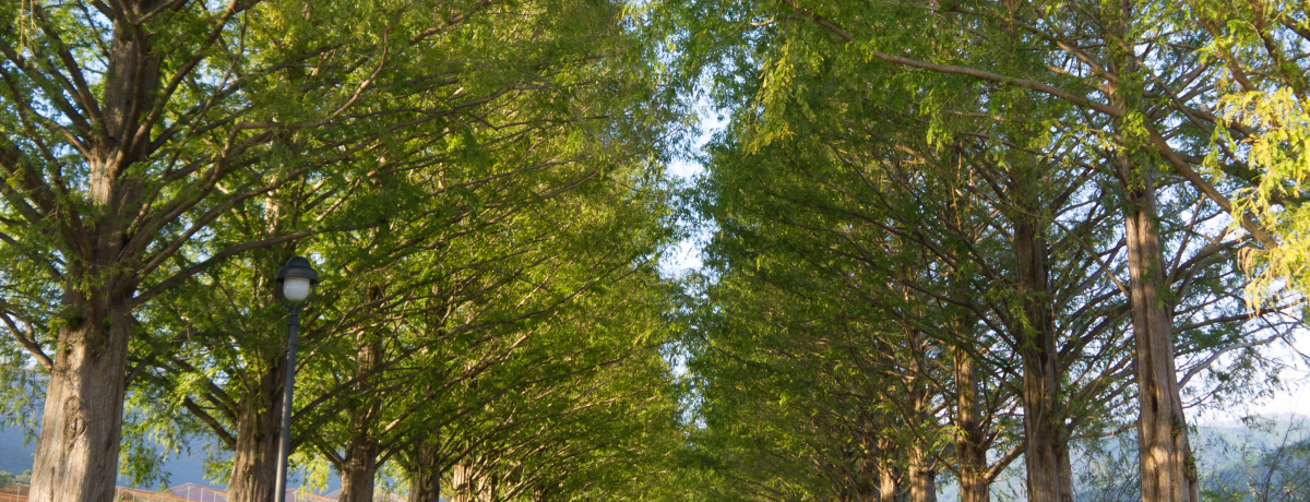 ꂨ߉ʕI^ZRCA؂ׂ̗ŃS聕pC