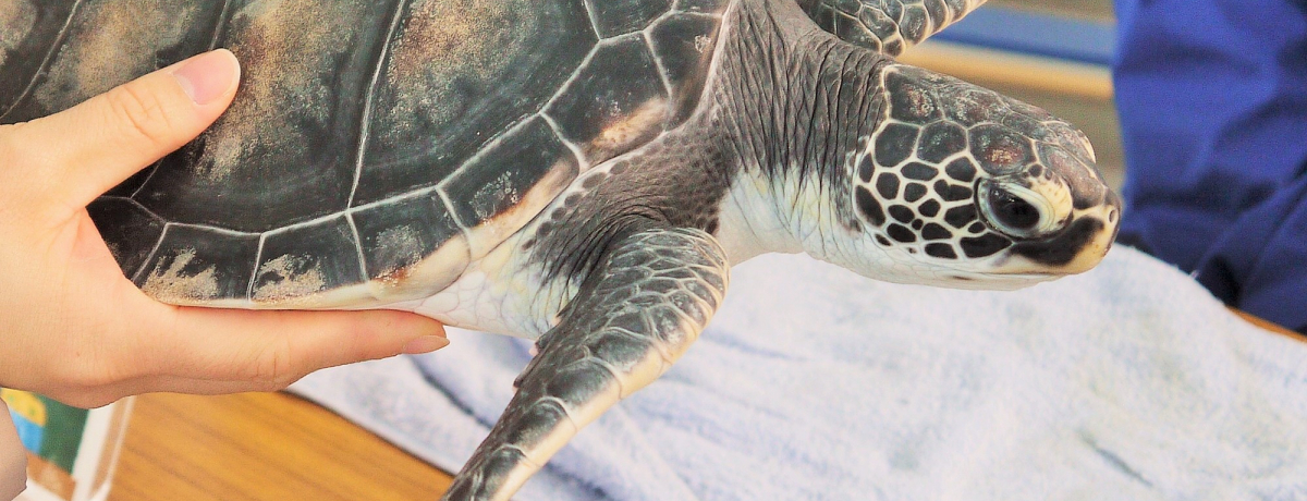 �E�~�K���ɉ�铿�������g���u���a�����݂��ߔ����كJ���b�^�v