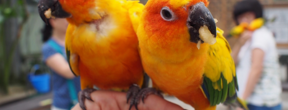 �Ƒ��݂�ȂŊy�������I�É��u�|��Ԓ����v�̓O������X�C�[�c���[��