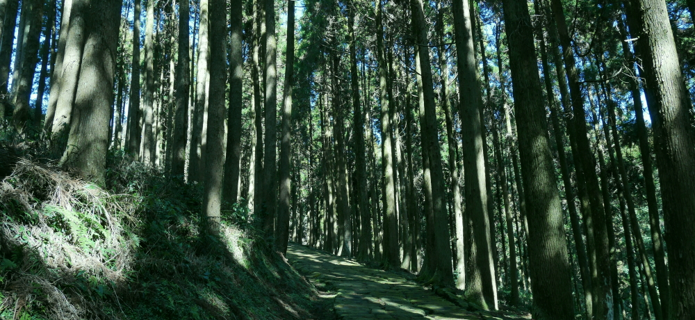 �����ǂ񃍃P�n�߂���I�����������ǎs�͑�̓h���}�̐��n�I