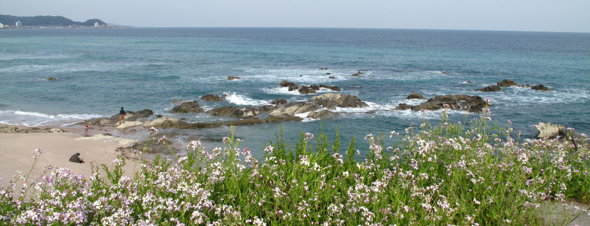 �[���a�c�Y�`���b��̃N�W��6��ނ��ґ򁕐^���ɐH�ה��!!