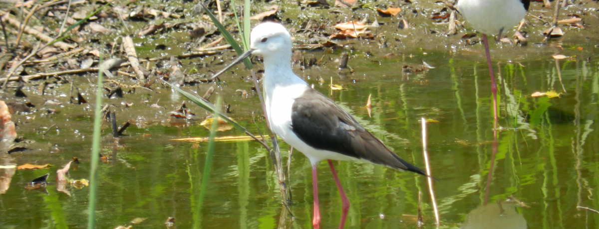 ԋ߂̍IẮuJÊv͓n蒹B̊y