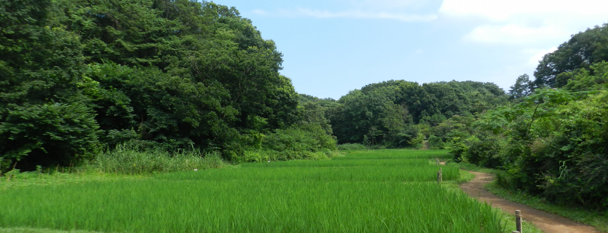 lsw܂̗REɂ͔_̐̂ς