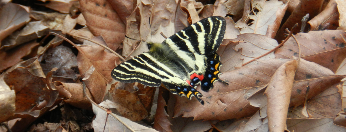 Mt`E̕RAt̑͌sE΍RɓoĂ݂悤