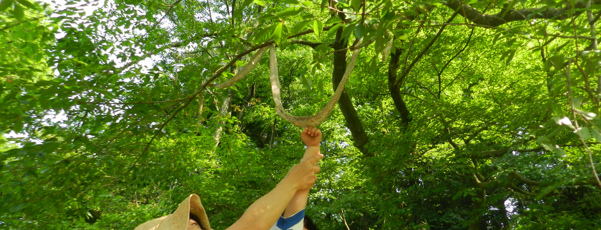 Eڍ@΂̃IAVXuڍR牀vU􂵂悤