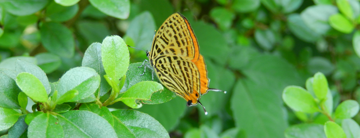 sEcΒn̏āBX̕΁u[tBXvɉI