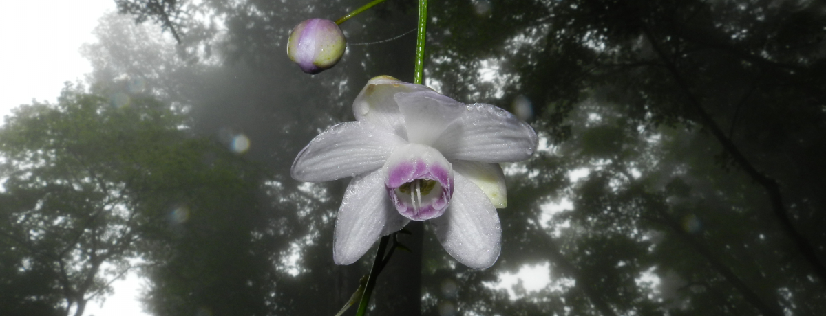 sw̃QVE}̖ xRŉẴnCLOI