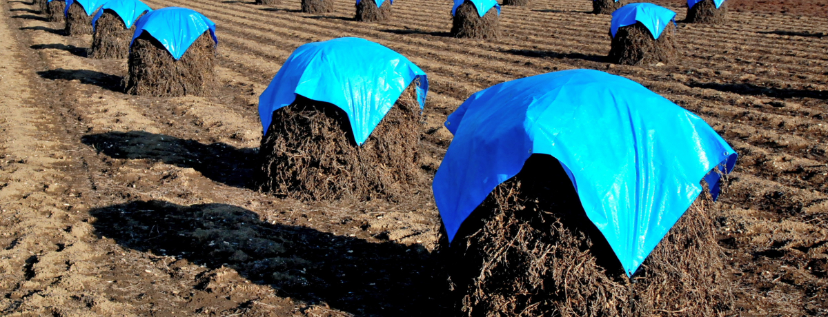 ����ȁ[�ɁH��t�����X�s�͉������������i�ɏo����Ԑ��̗�