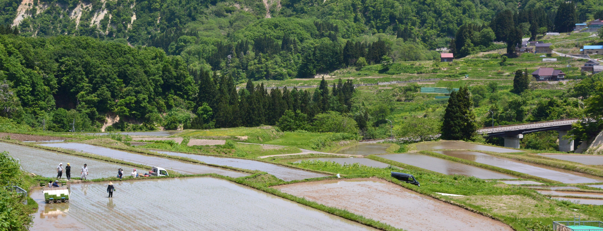 k̃XP[IR`ulIcvŐSgtbV