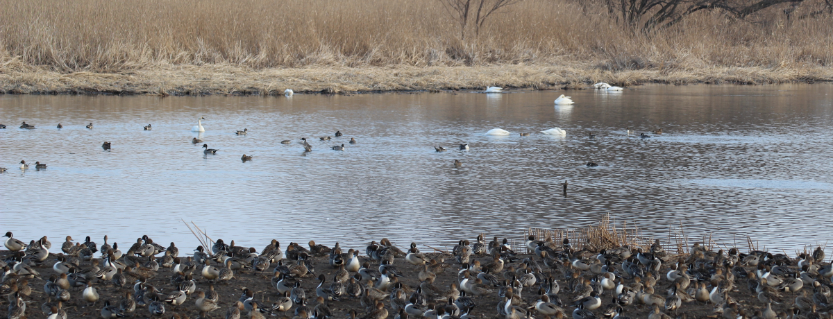 VxA̓~̎g҃nN`EɉɌQnEXǏցI