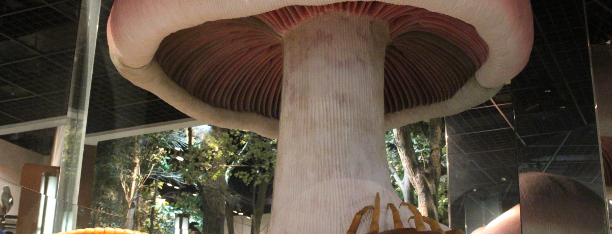 46���N�̎��ԗ��s�I�L��Ȗ�O�{�݂������錧���R������