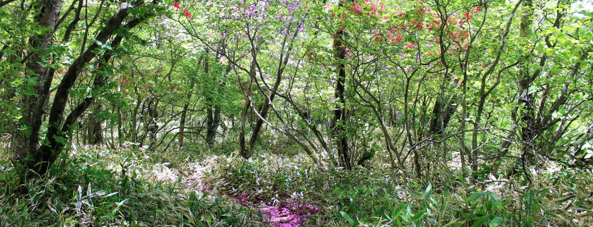 �Q�n�u�ԏ�R���`����E�����E�o�����v�l�G�܁X�̖��͂ɔ���