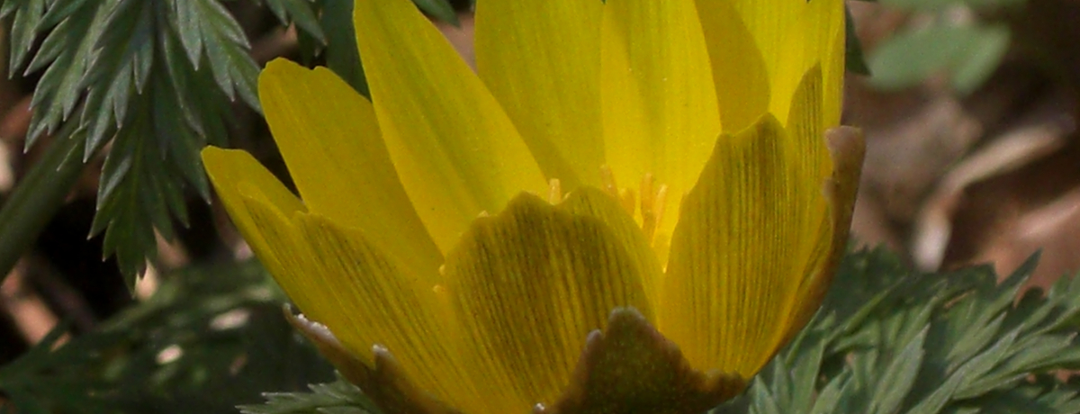 sSɎcꂽ̍LȎRI`EtR牀