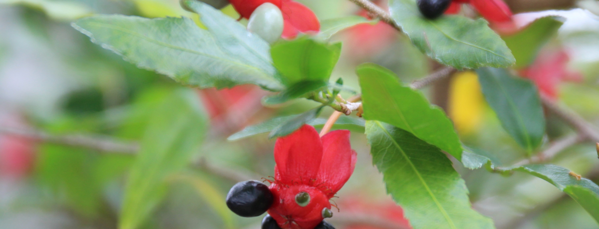 h[PV̍LȎRIu錧Rώ@{݁v