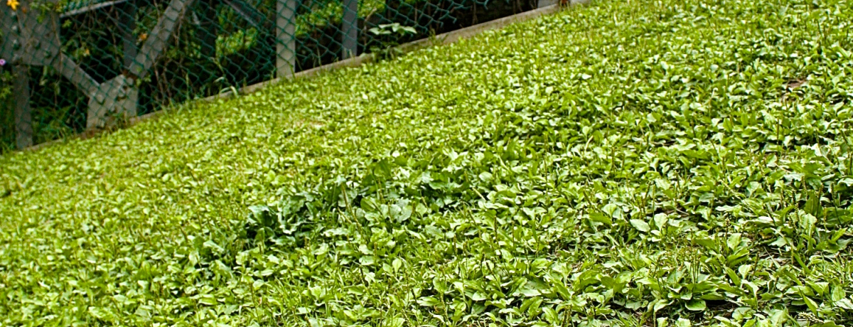 kgX|bgIll쑺ŃJtFG݂jiI