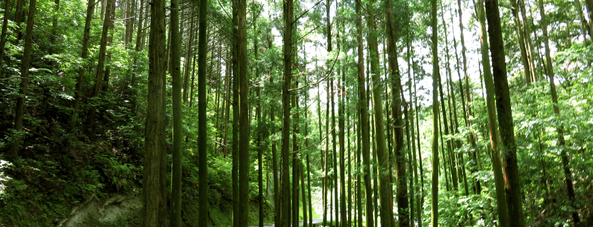 ɂ̓cɑ̌Ia̎RߒqYFGA̐