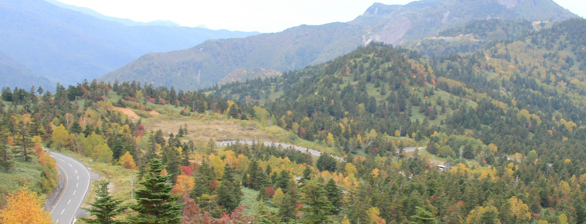 �W��2000���̃h���C�u�I��Ɉ�ԋ߂������u�ꑐ�Í������[�g