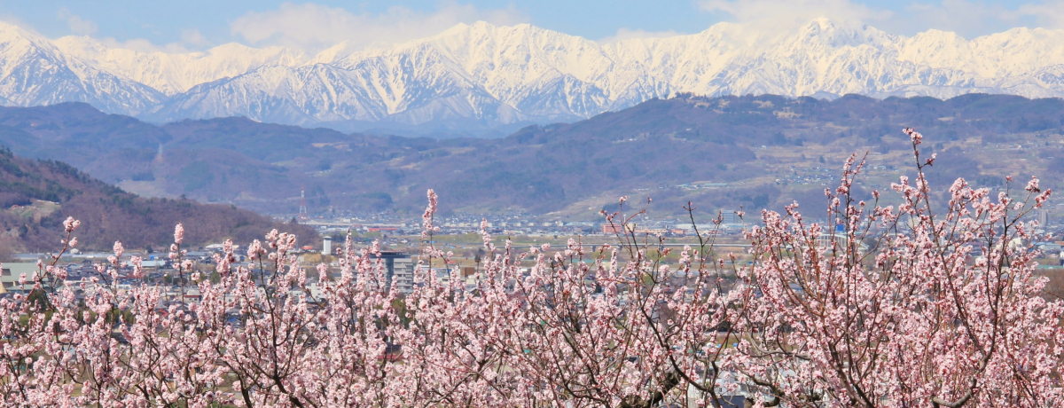 �k�A���v�X�Ƃ��񂸂̉Ԃ̐�i�I����s���㓌�����񂸂̗���