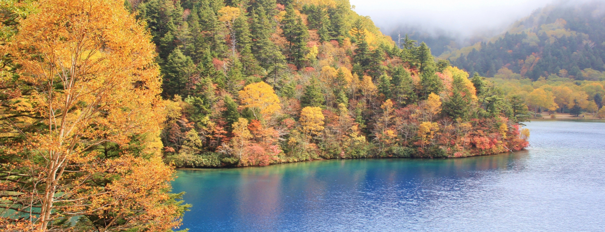 gtƃRogu[̐iIH͎uꍂrnCLO