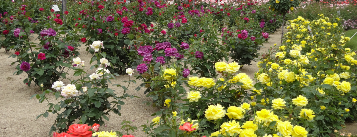 �΂�Ղ���J�ÁI�o���̍���Y���g�΂�̂܂��h�鉺���E���R