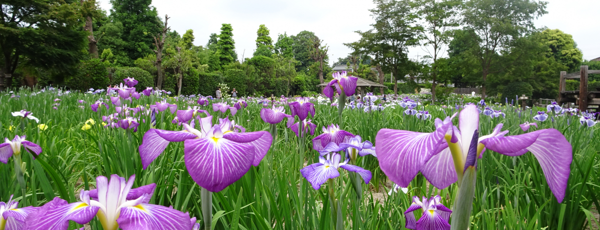 UJ̃IAVXIʁuJԂ傤ԉvŉԏҊł悤