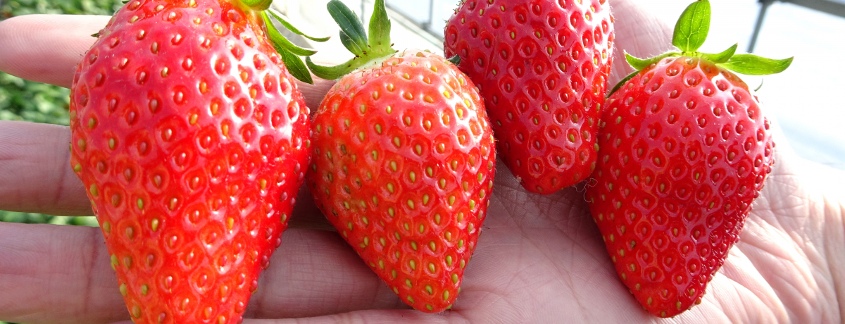 Â傫ƂƂ߁IȖ؁uό_AO^Evł