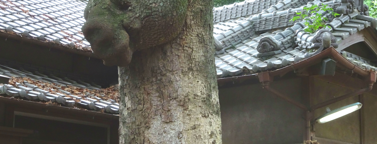 �F�̂��_�؁c!?���_�p���[���������I��ʁu�X�쏗�̐_�Ёv